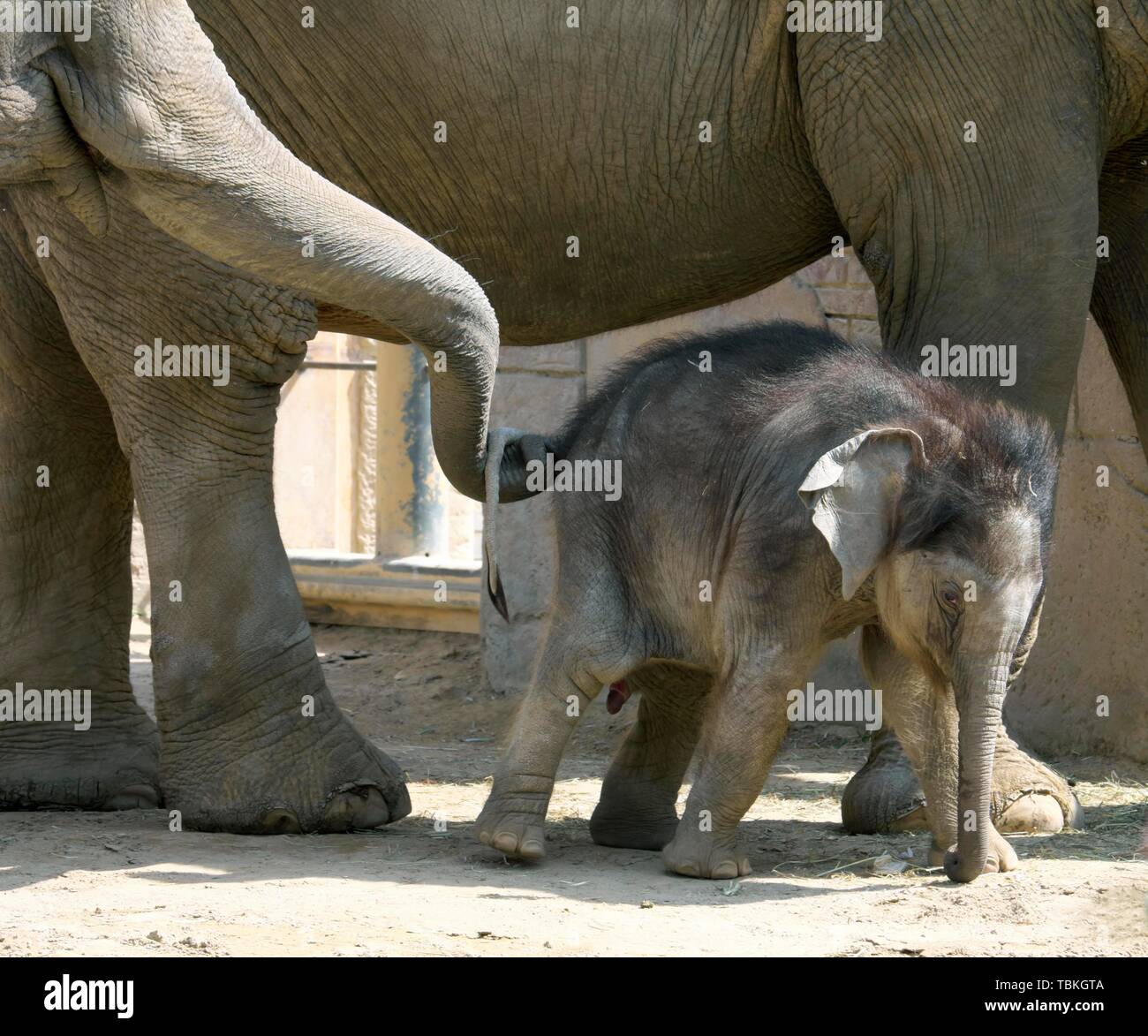 Elefante asiatico (Elephas maximus indicus), elefante vacca e vitello, captive, Germania Foto Stock