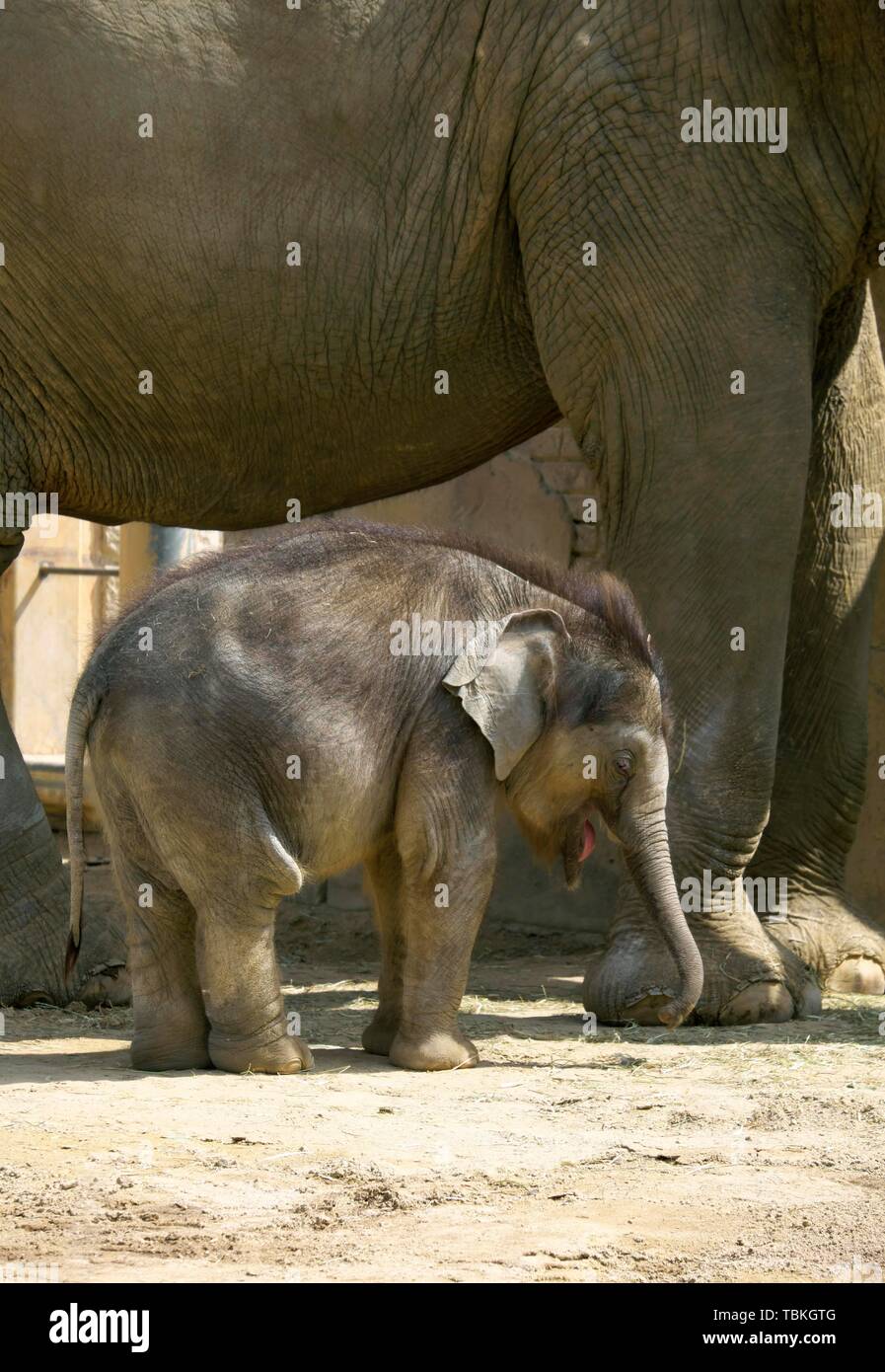 Elefante asiatico (Elephas maximus indicus), elefante vacca e vitello, captive, Germania Foto Stock