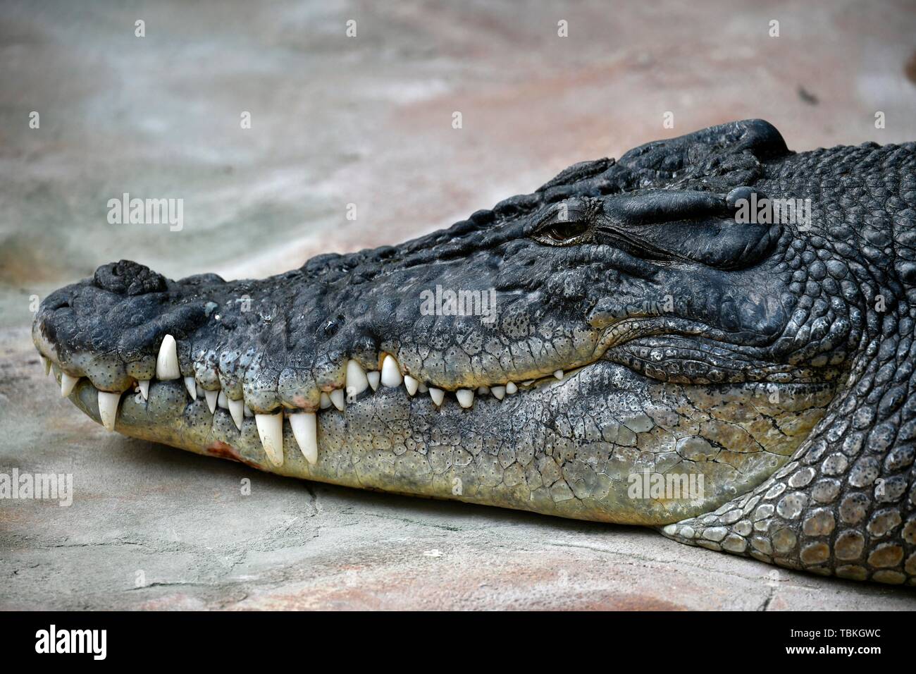 Coccodrillo di acqua salata (Crocodylus porosus), animale ritratto, captive, Germania Foto Stock