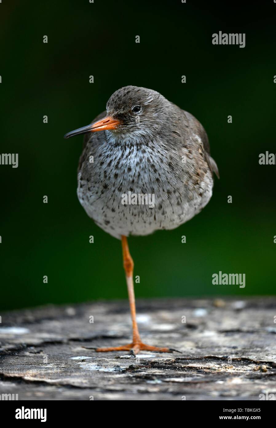 Comune (redshank Tringa totanus), in piedi su una gamba sola, captive, Germania Foto Stock