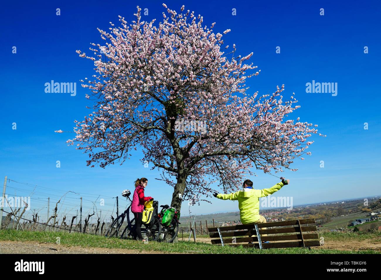 I ciclisti si prendono una pausa sul Palatinato Sentiero di mandorla vicino Leinsweiler, Itinerario dei vini tedeschi, Renania-Palatinato, Germania Foto Stock