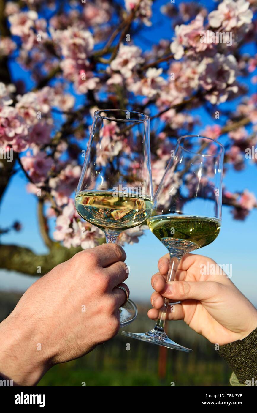 Coppia tostare con vino bianco di fronte ad una fioritura mandorlo, Burrweiler, Pfalzer Mandelpfad, Itinerario dei vini tedeschi, Renania-Palatinato, Germania Foto Stock