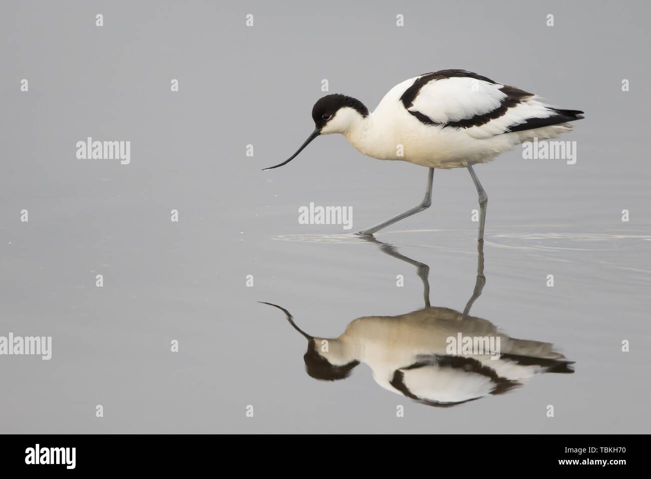 Avocet (Recurvirostra avosetta) in cerca di cibo, riflesso nell'acqua, isola di Texel, Holland, Paesi Bassi Foto Stock