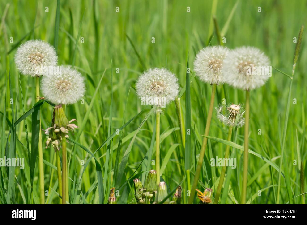 Tarassaco (Taraxacum), seme di stand, , della Renania settentrionale-Vestfalia, Germania Foto Stock