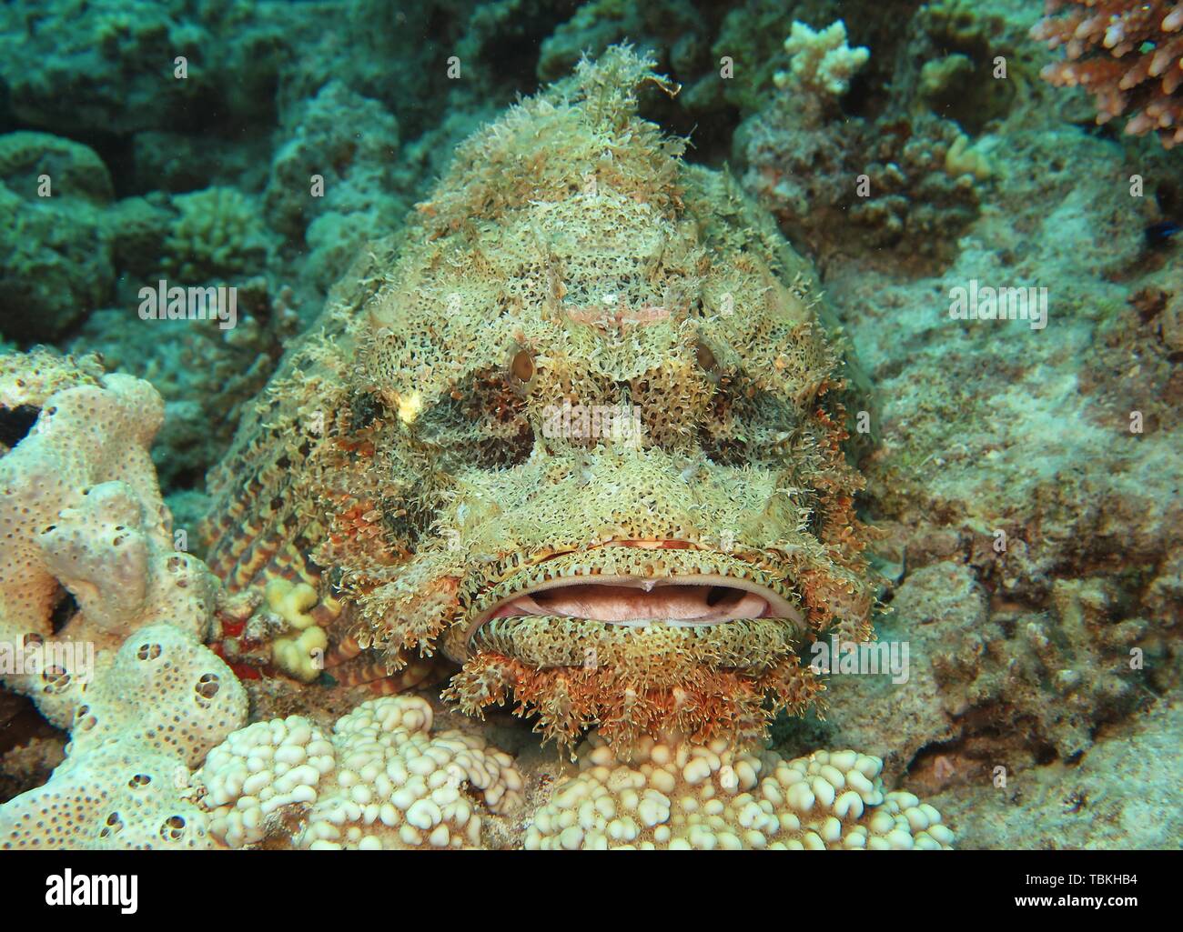 Tassled Scorfani (Scorpaenopsis oxycephala) in Coral reef, camuffati, Mar Rosso, Egitto Foto Stock