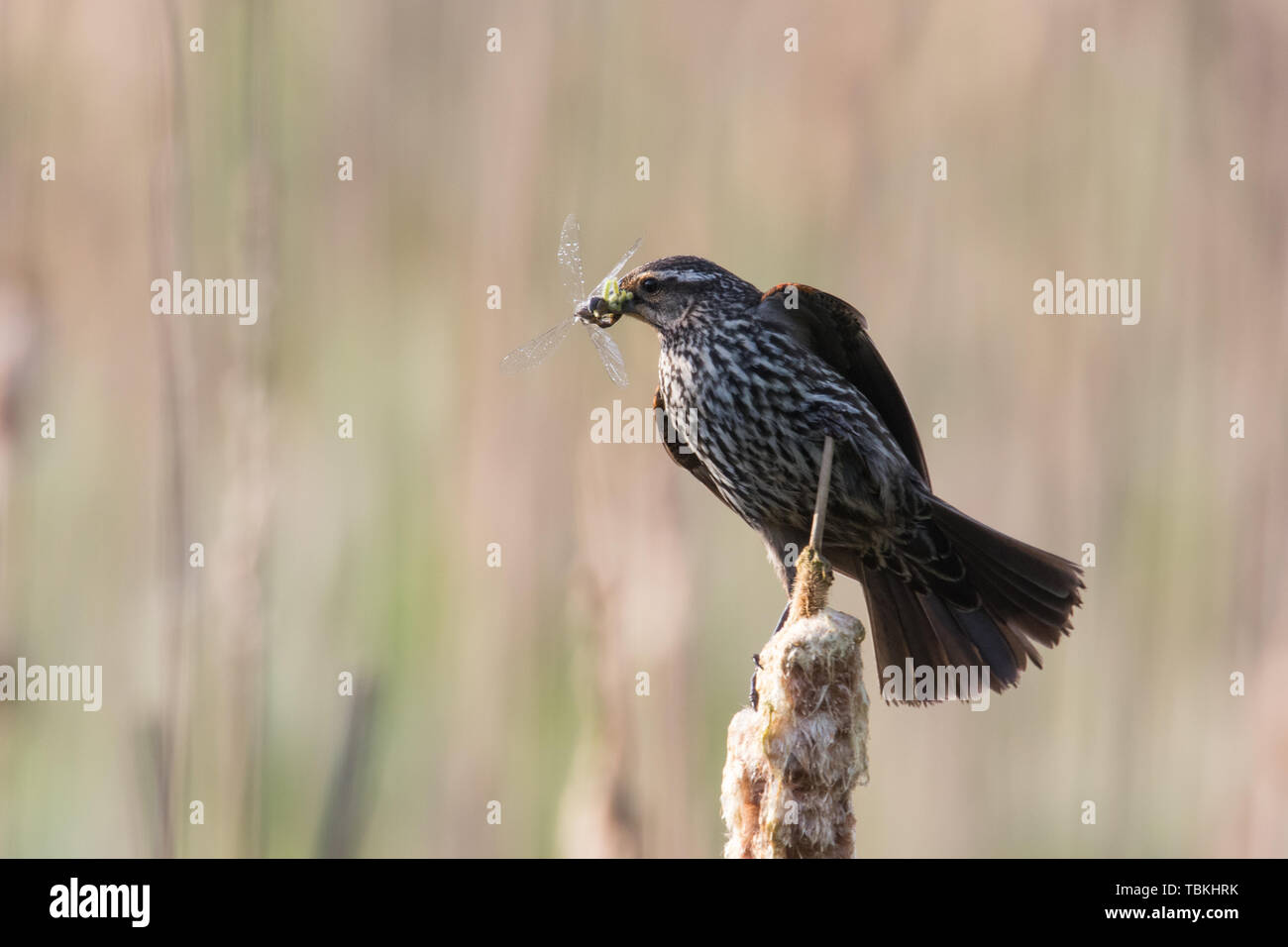Rosso-winged Blackbird mangiare libellula Foto Stock