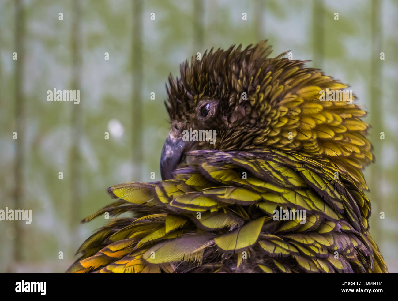 Primo piano del volto di un pappagallo kea, Alpine parrot dalla nuova zelanda, minacciate specie di uccelli Foto Stock