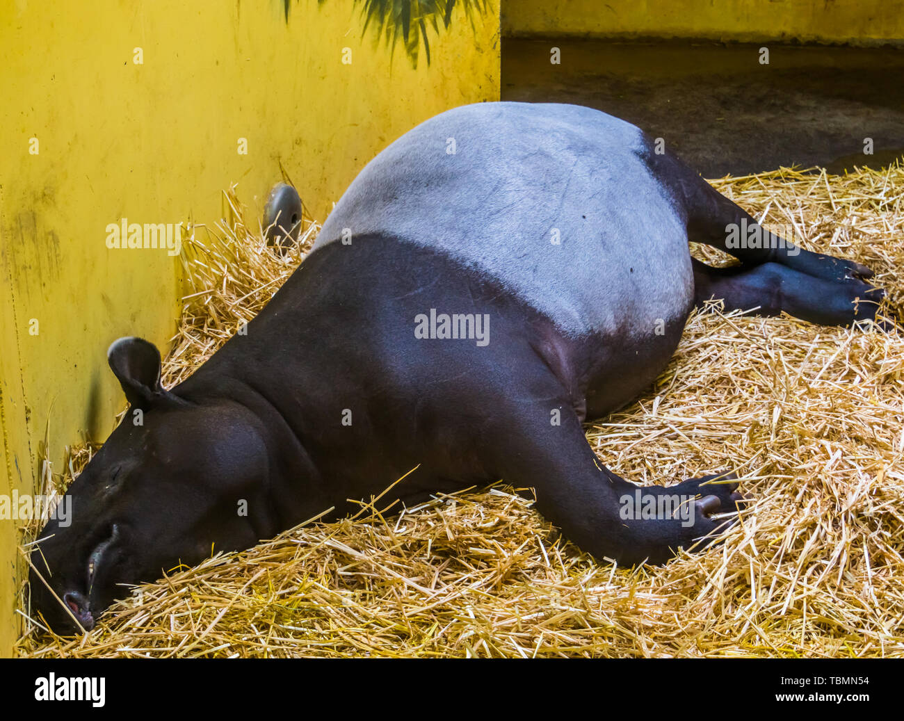 Primo piano di un tapiro: la malese dormono in un letto di fieno, minacciate specie animale da Asia Foto Stock