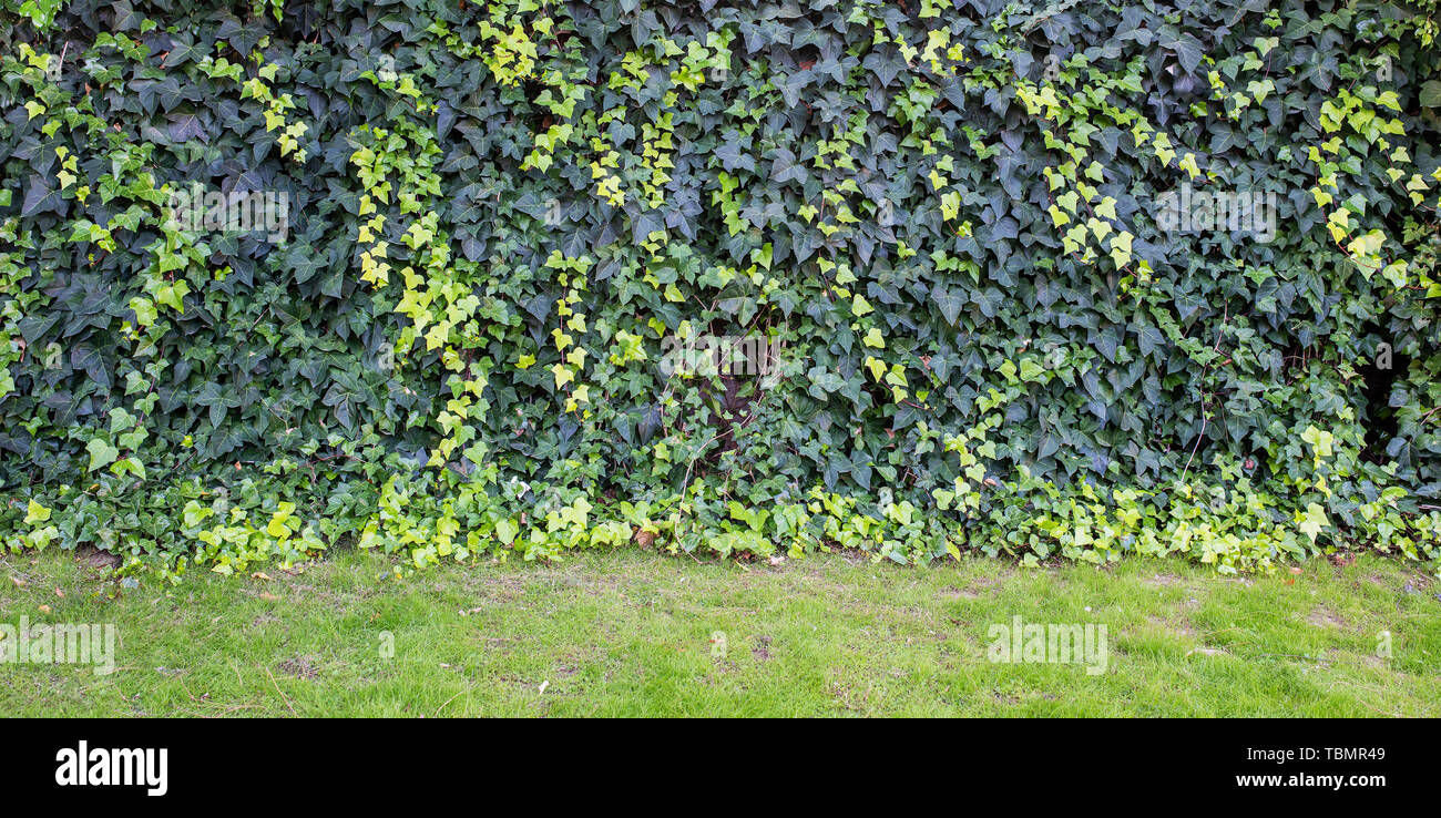 Parete ricoperta con il giallo e il verde delle foglie di uva selvatica. Sfondo naturale Foto Stock