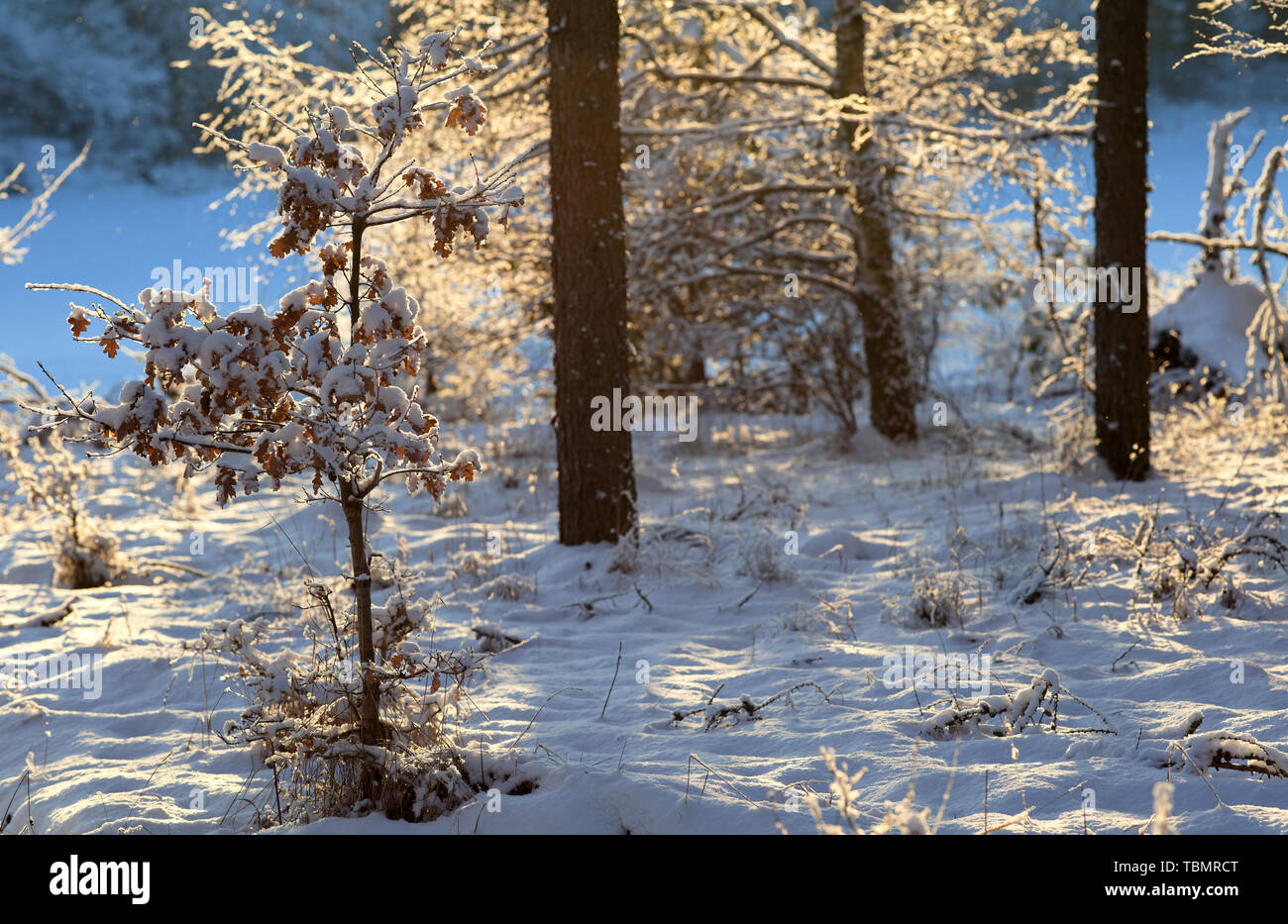 Alberi retroilluminati durante l'inverno vicino a Långvreeta, a Bogesundslandet, vicino a Vaxholm, Svezia Foto Stock