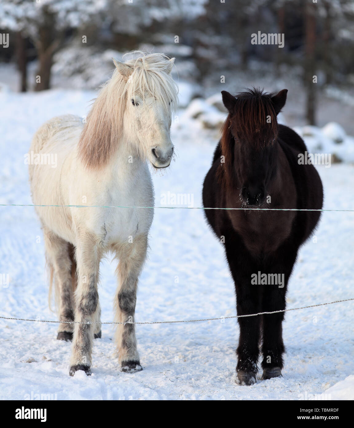 Cavallo bianco e cavallo nero in inverno, a Söderby, Bogesundslandet, vicino a Vaxholm, Svezia Foto Stock