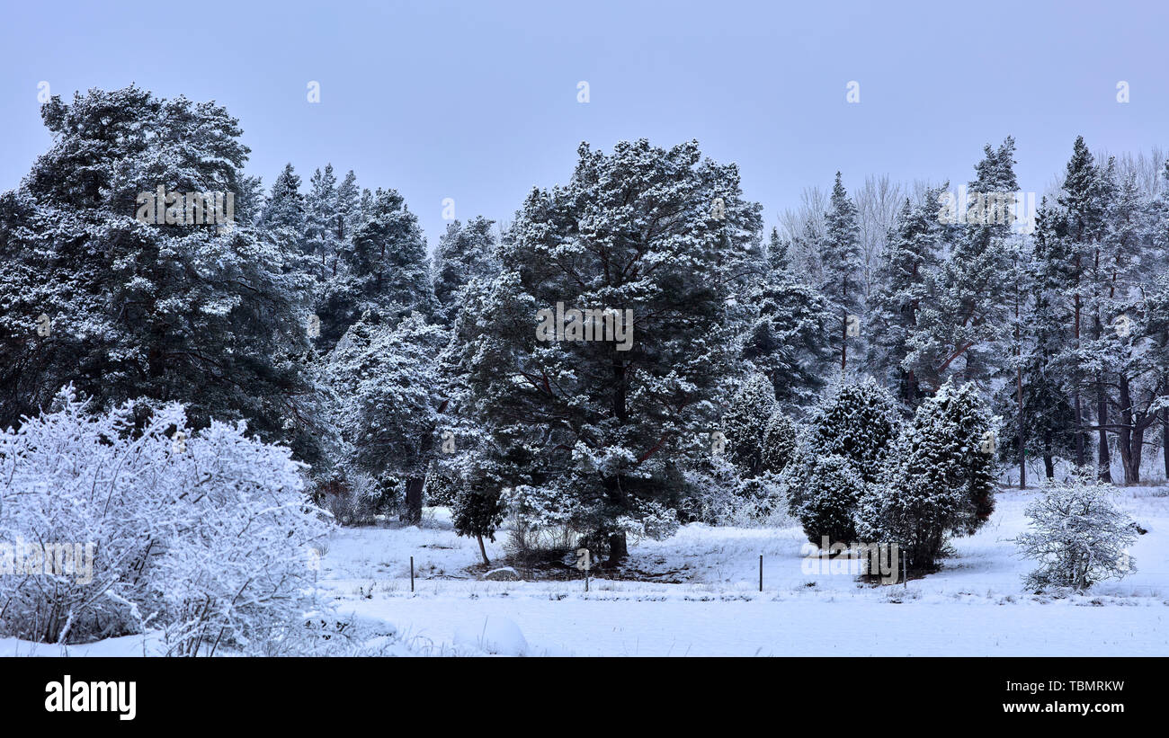 Campo innevato e foresta nei pressi di Söderby a Bogesundslandet, vicino a Vaxholm, Svezia Foto Stock