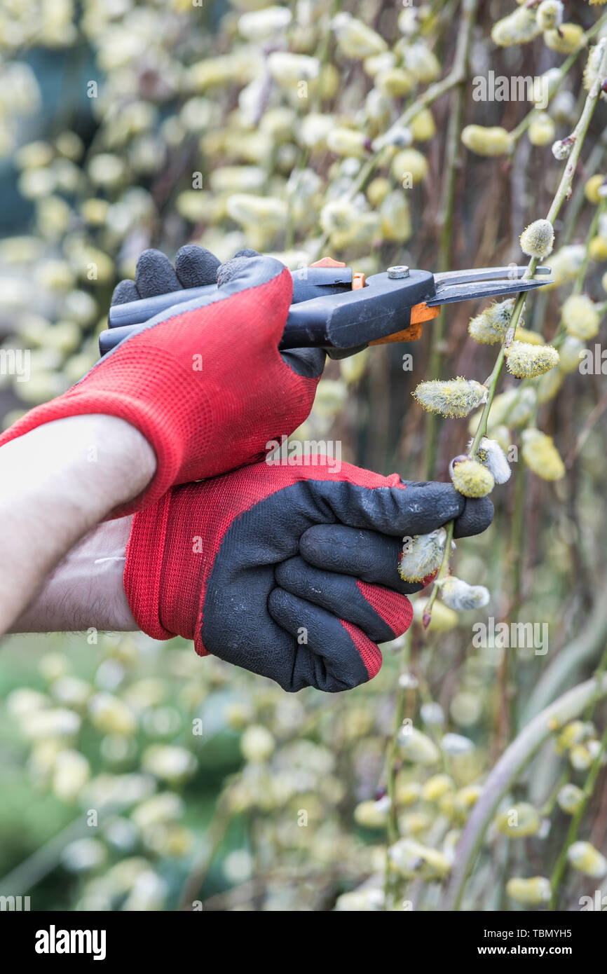 Nelle mani di un uomo maturo in guanti da lavoro di potatura di rami in giardino Foto Stock