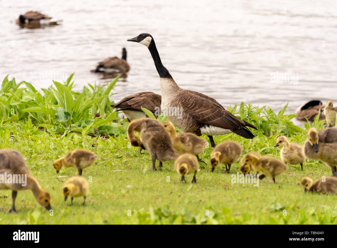 Adulto oca Canadese cercando dopo molti goslings sulle rive del fiume San Lorenzo vicino a Montreal, Canada. Foto Stock