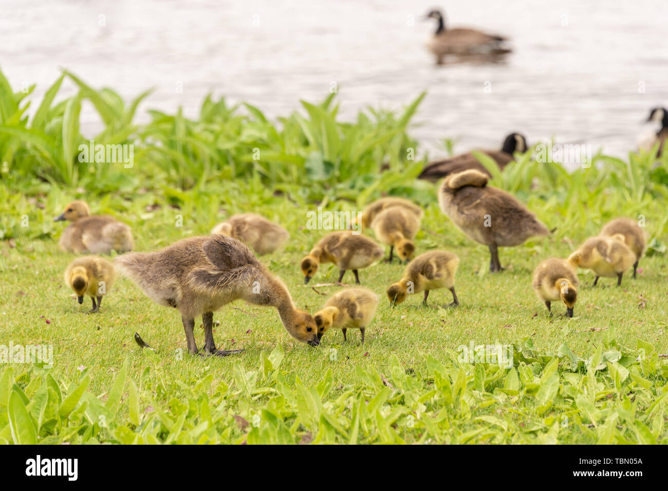 Branco di oca Canadese goslings sulle rive del fiume San Lorenzo vicino a Montreal, Canada. Foto Stock