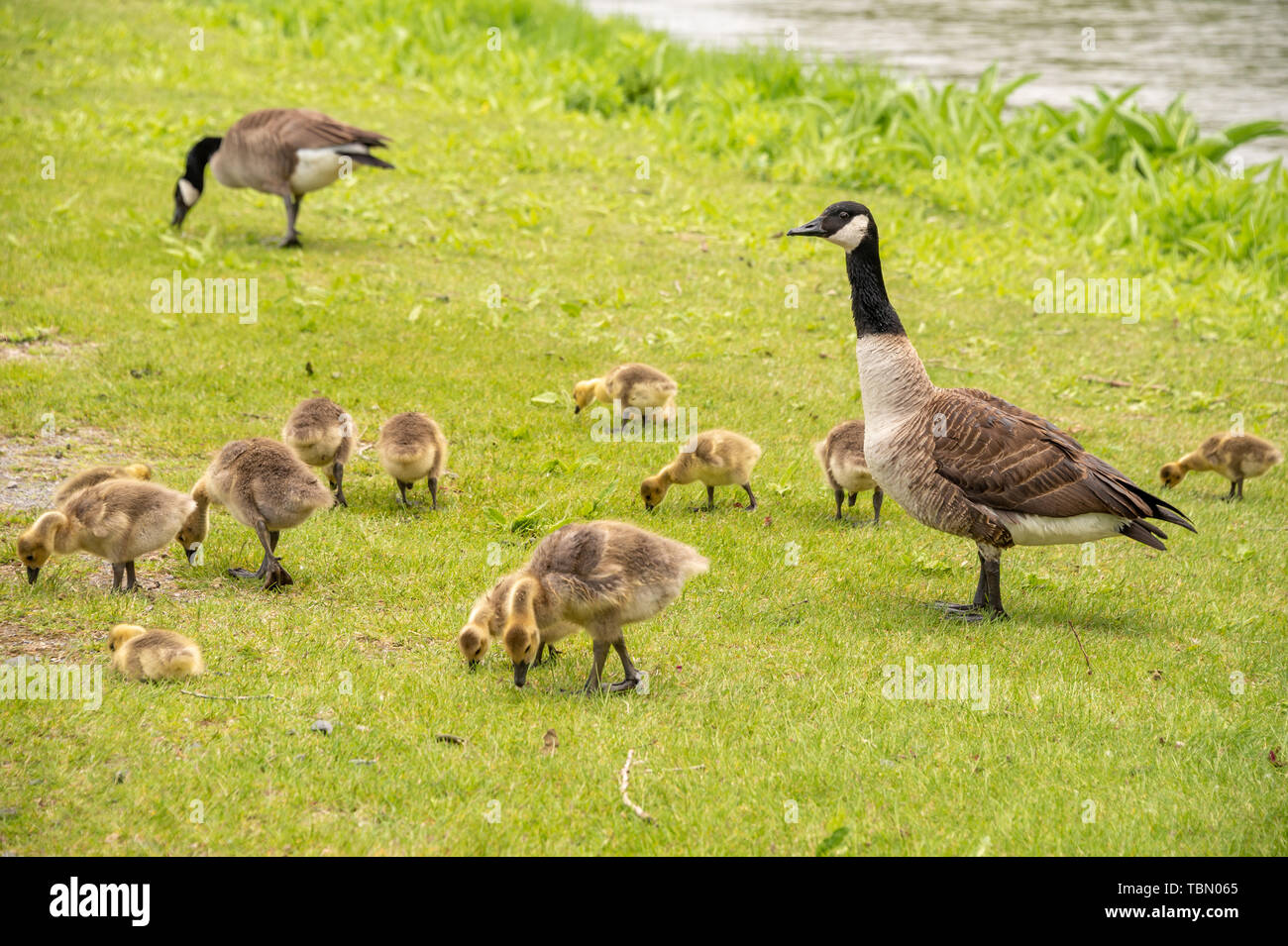 Adulto oca Canadese cercando dopo molti goslings sulle rive del fiume San Lorenzo vicino a Montreal, Canada. Foto Stock