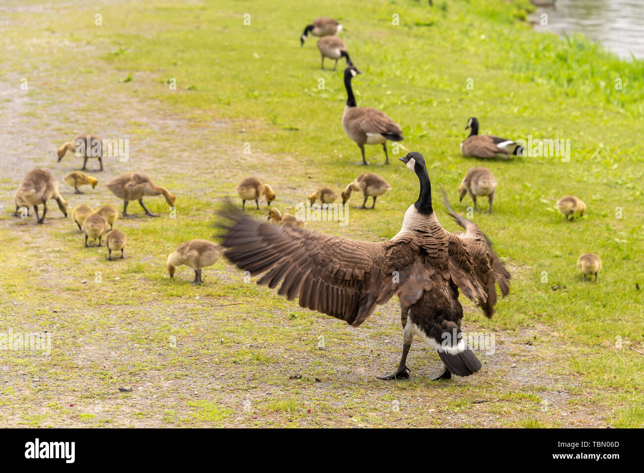 Adulto oca Canadese cercando dopo molti goslings sulle rive del fiume San Lorenzo vicino a Montreal, Canada. Foto Stock