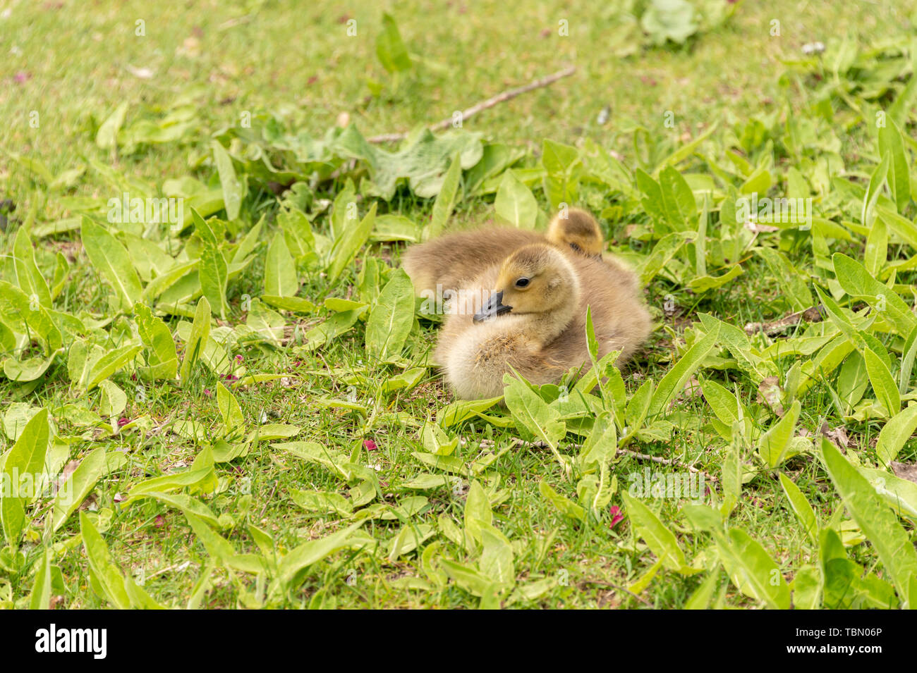 Oca canadese goslings appoggiata sull'erba sulle rive del fiume San Lorenzo vicino a Montreal, Canada. Foto Stock