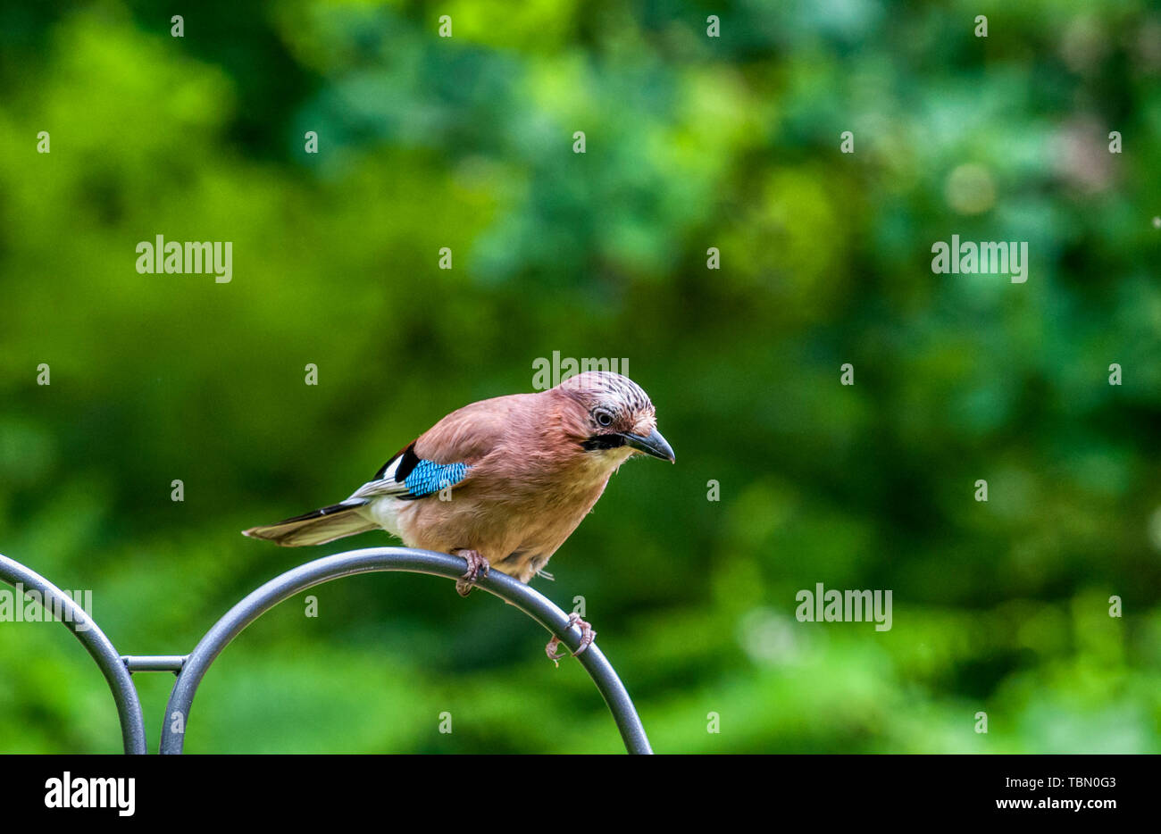 Un jay Garrulus glandarius, in un giardino suburbano. Foto Stock