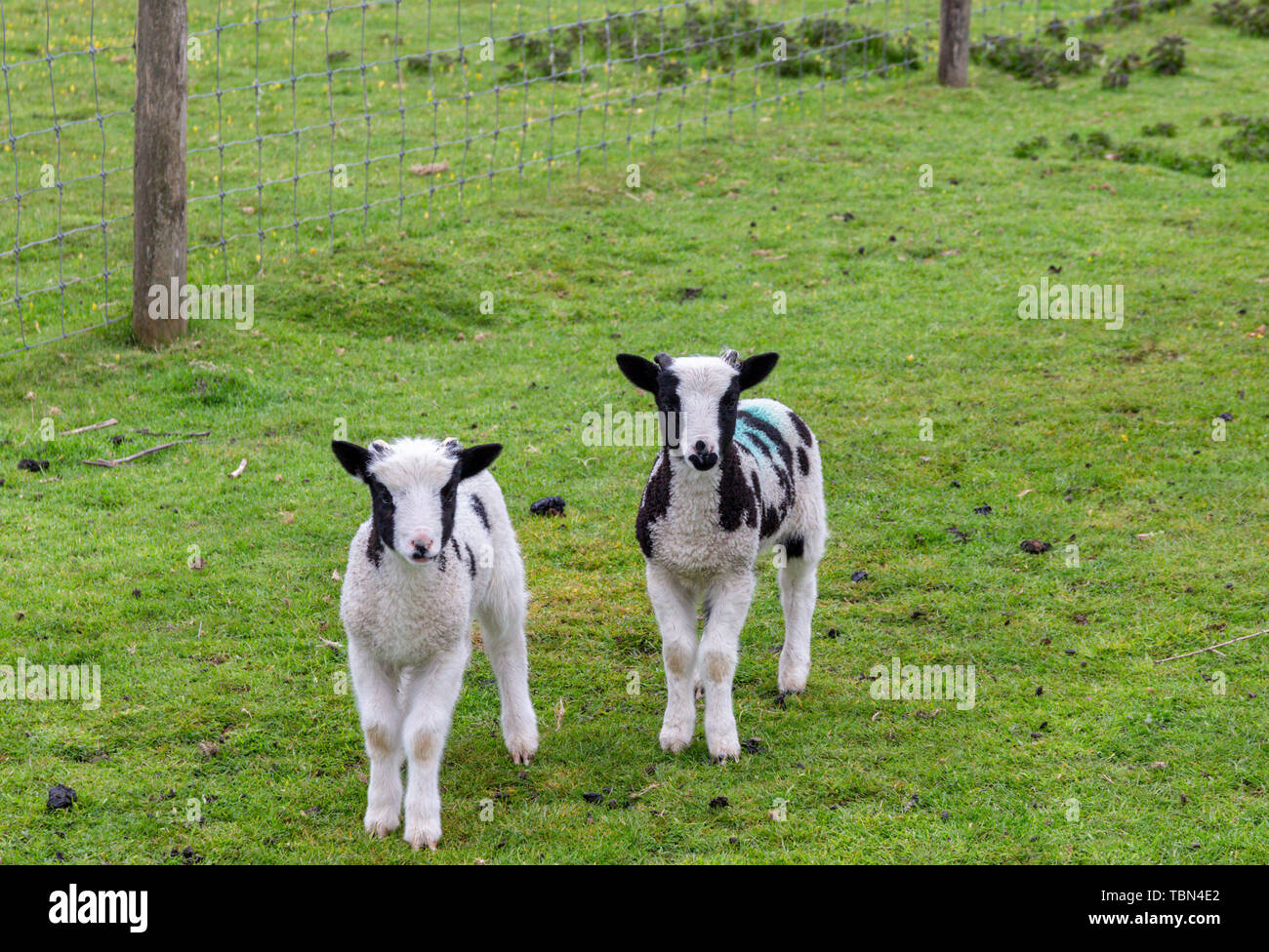 Due graziosi agnelli in un campo verde su una farm REGNO UNITO Foto Stock