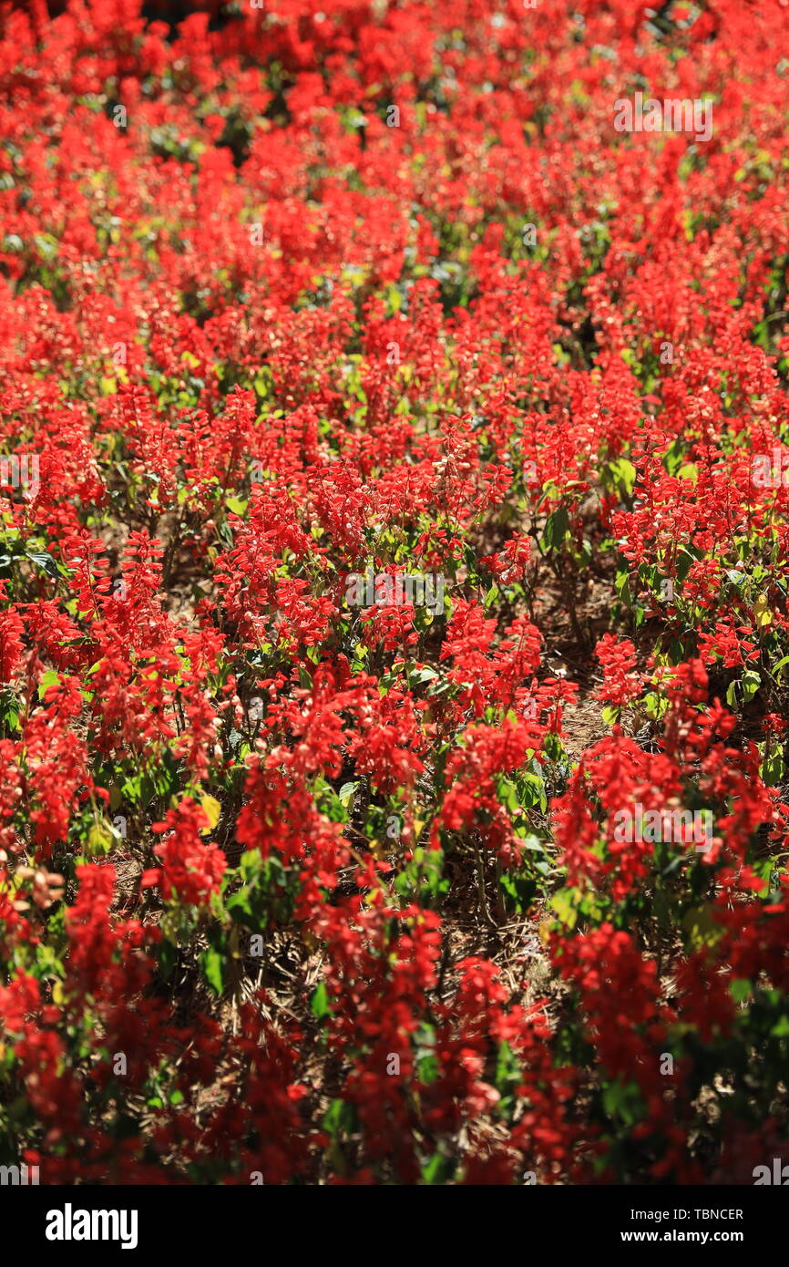 Fiore ed erba Foto Stock