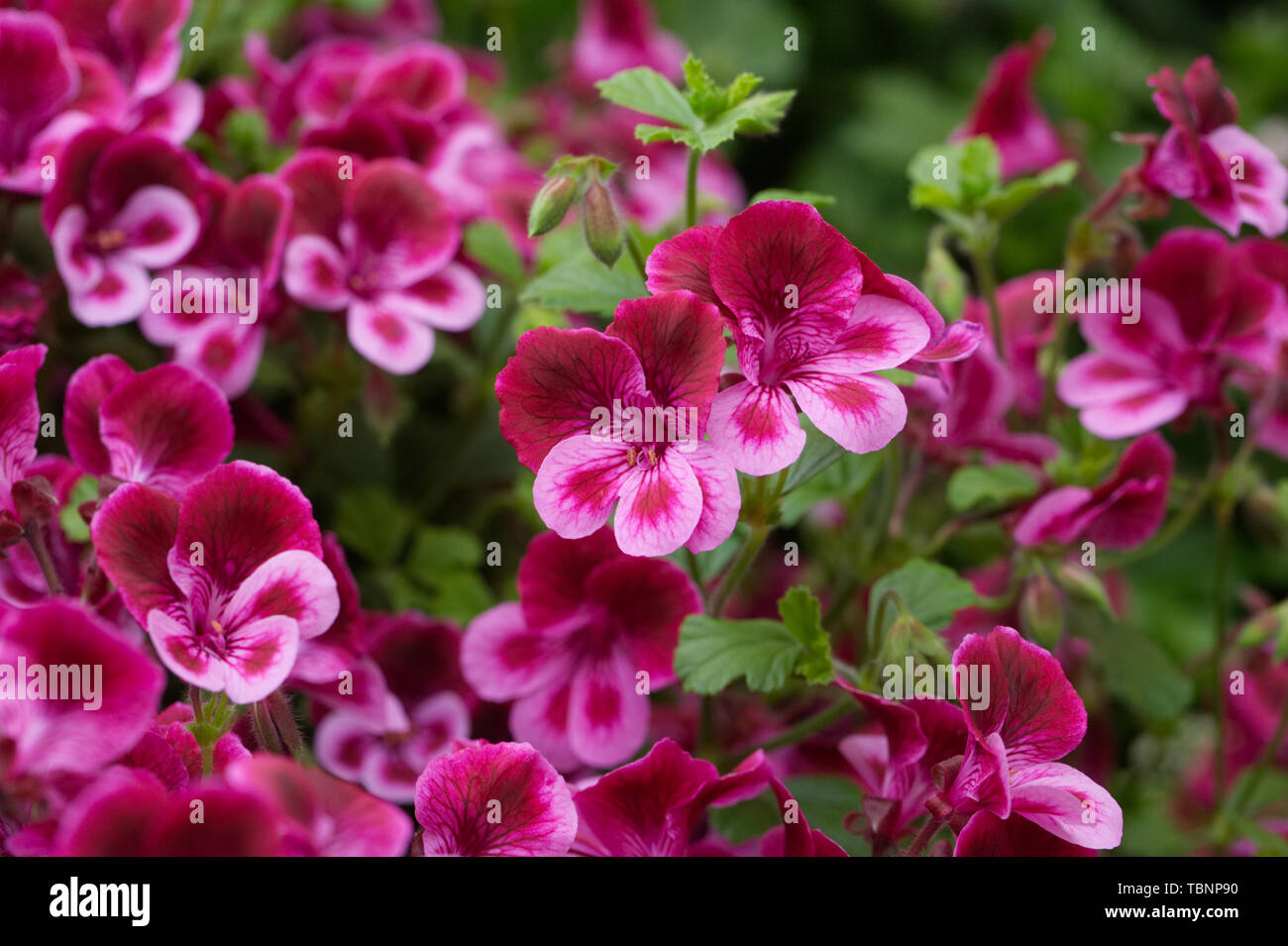 Pelargonium 'Cottenham Wonder' Fiori. Foto Stock