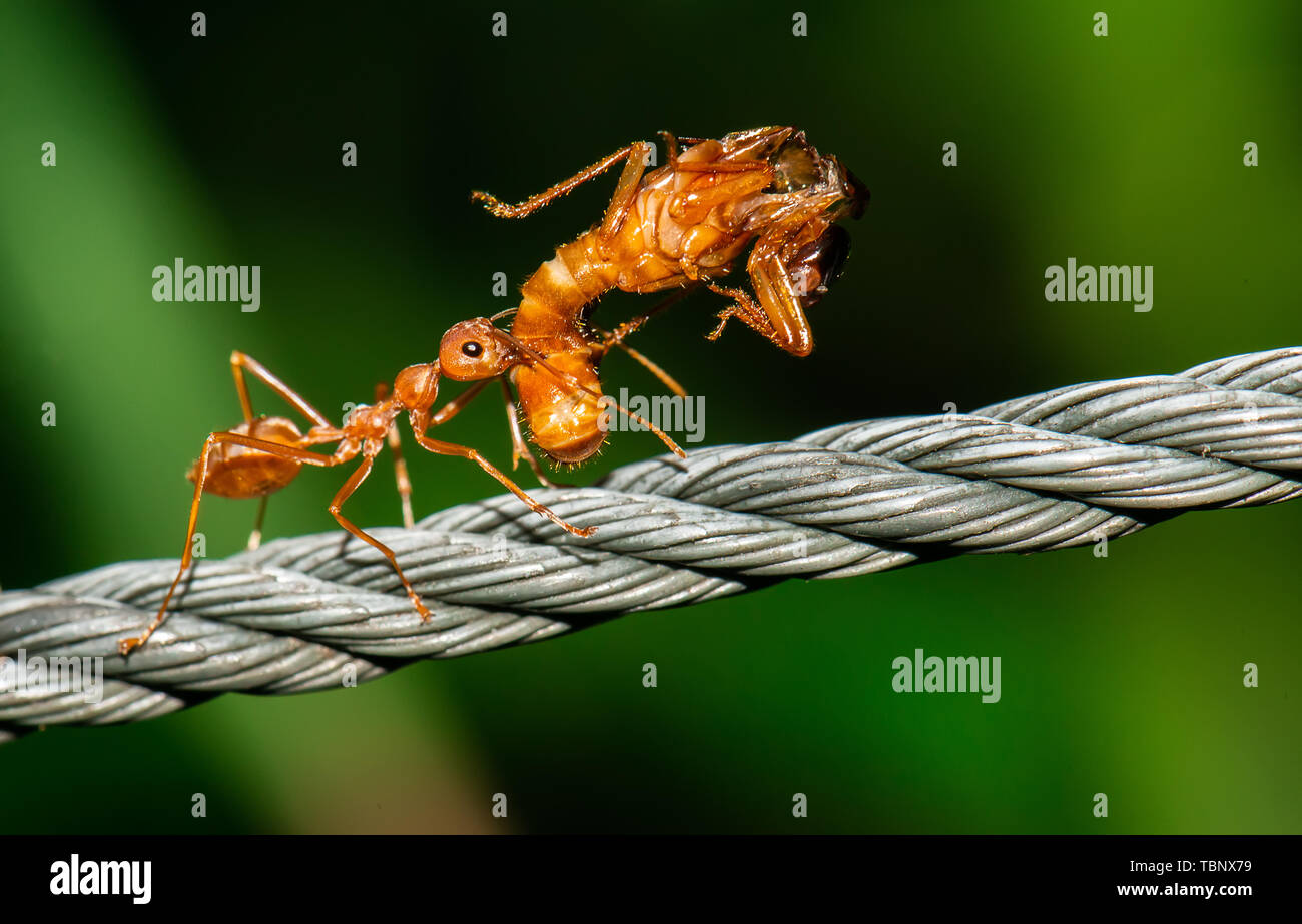 Formiche rosse camminare e portare il corpo di bug con profonda sfondo verde. Foto Stock