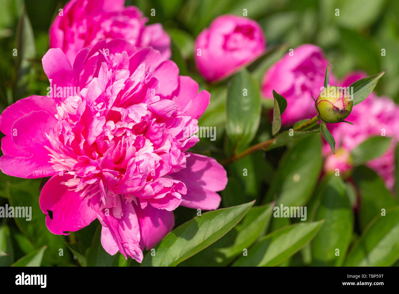 Blooming peonia fiori nel giardino Foto Stock