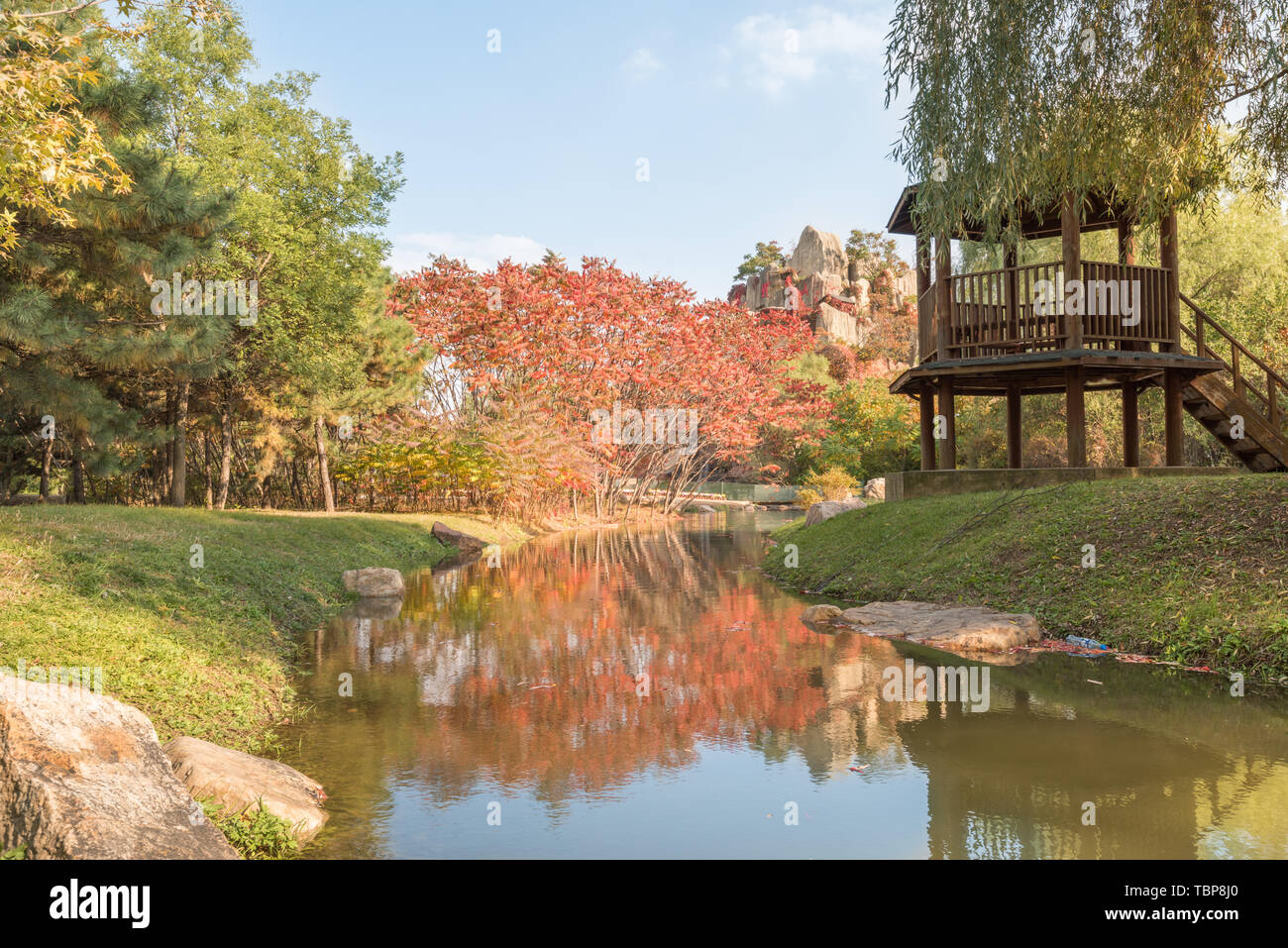 Autunno Swan anatra selvatica in Outdoor stagno Grove nel Parco di Shenyang, Cina Foto Stock