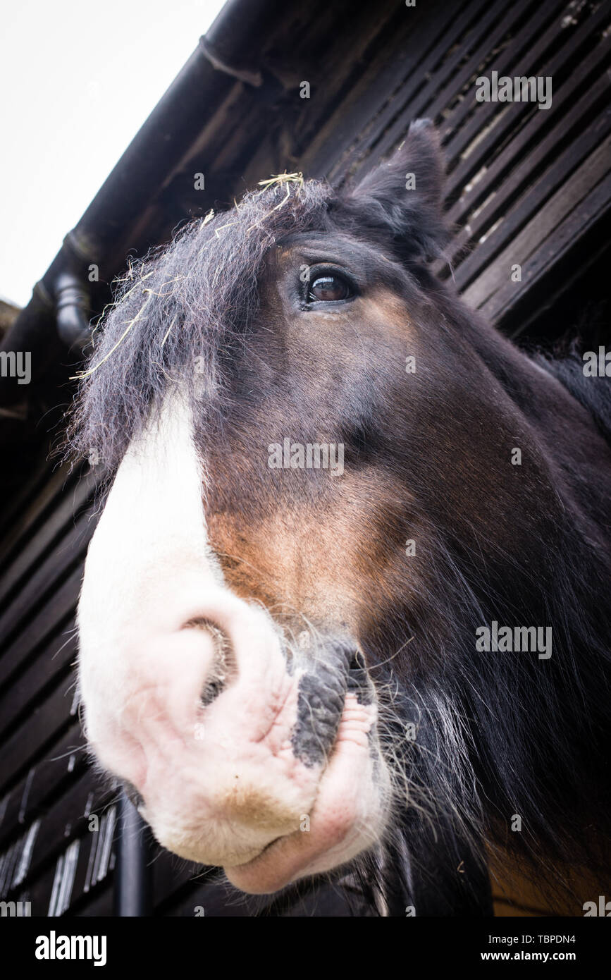 Bella Shire razza British nero marrone e bianco testa di cavallo naso guardando verso il basso Foto Stock