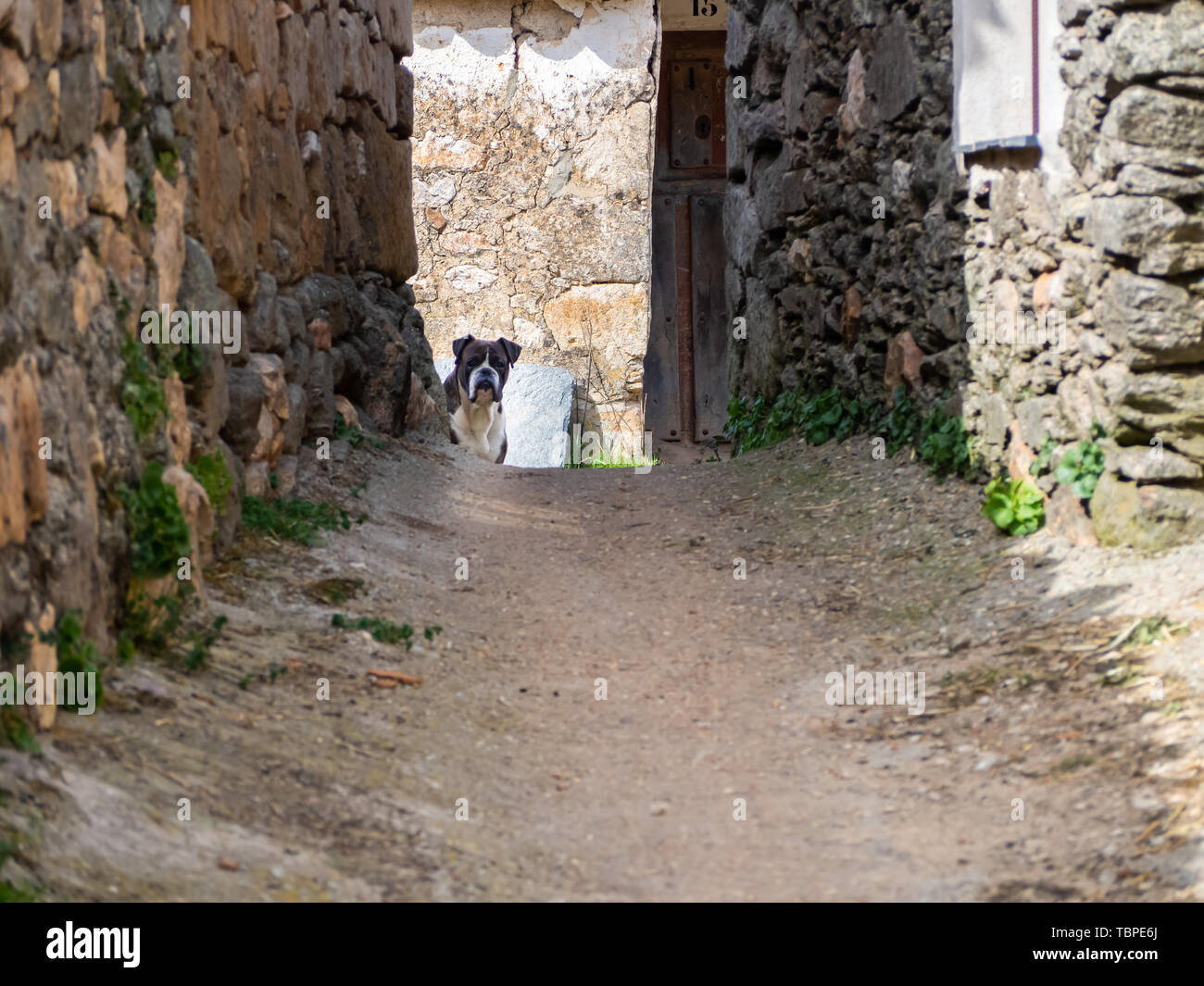 Un cane boxer guardando la telecamera sulla strada di un villaggio Foto Stock