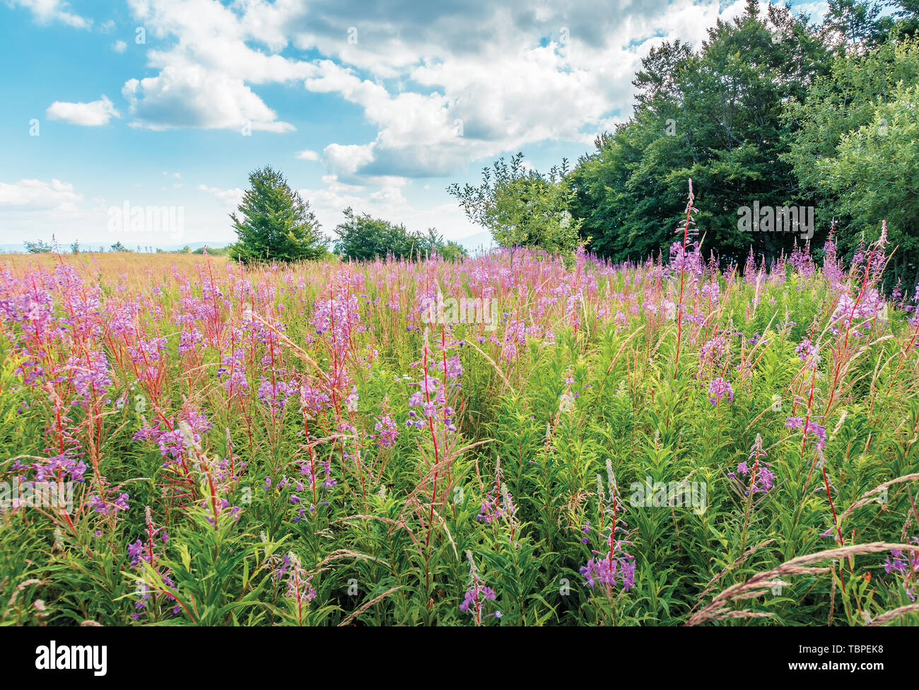 Mazzetto di fioritura fireweed sul prato. Fiori luminosi in una giornata di sole in montagna. il cielo blu con nuvole. impianto anche chiamato willowherb o Chamaeneri Foto Stock