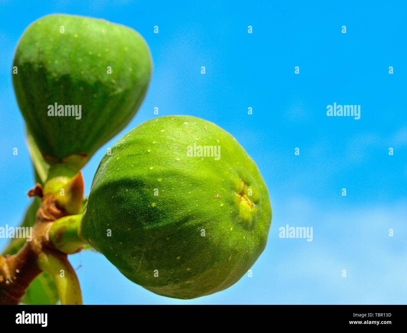 Sweet Fichi il rip su un albero di fico Foto Stock