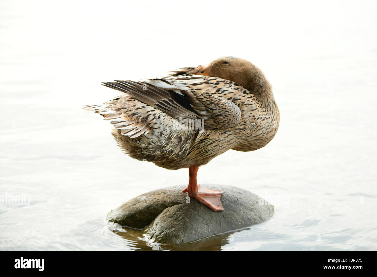 Anatra. Foto Stock