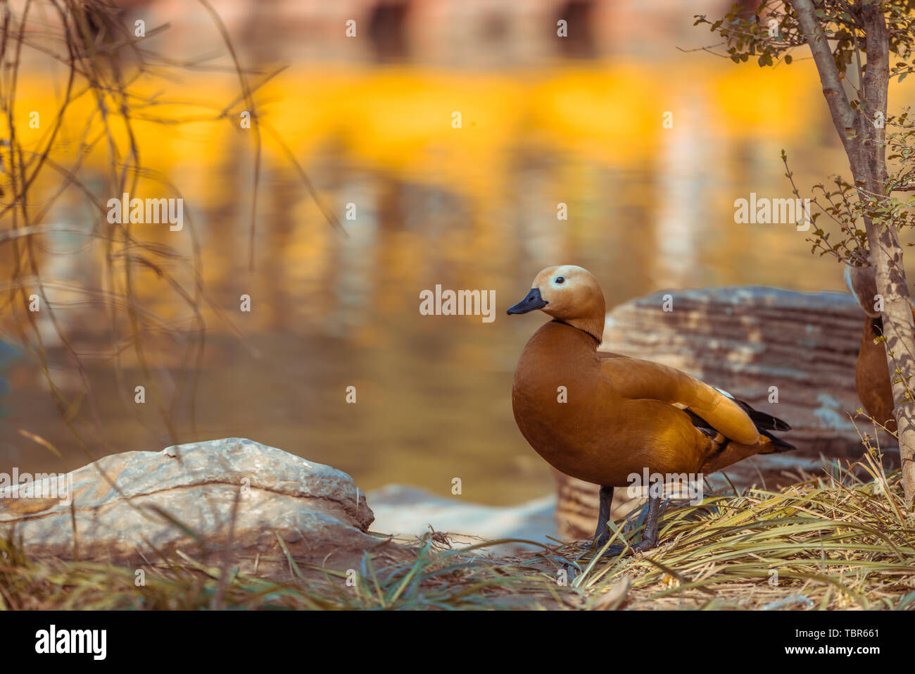 La molla piacevole anatre selvatiche sulla riva Foto Stock