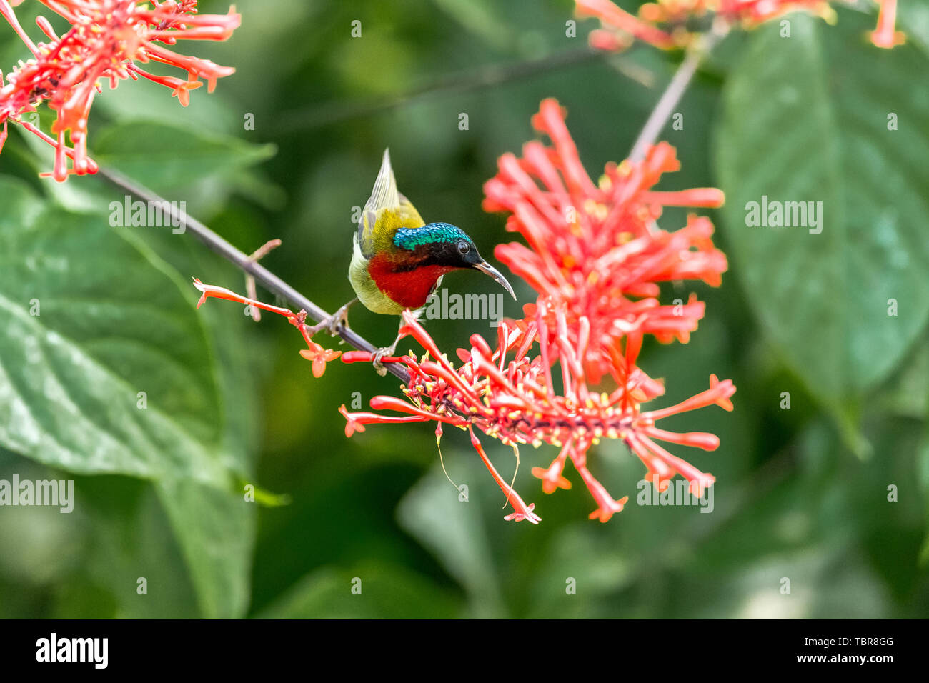 Una forcella-tailed sunbird che mangia il nettare in un pollo-incoronato letto jazz. Foto Stock