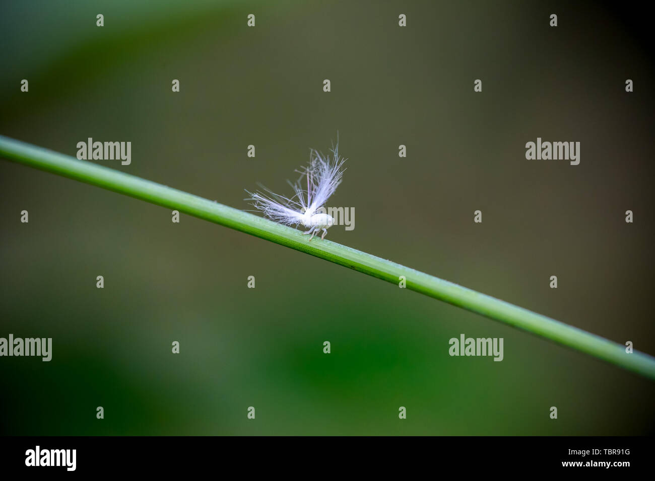 Le larve di cera alato cicale Foto Stock