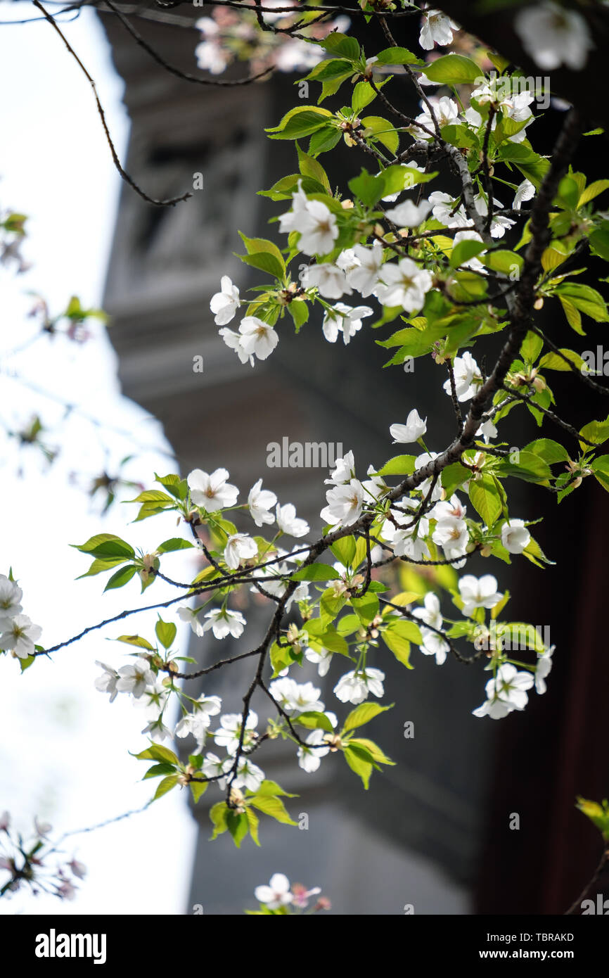 Fiori Ciliegio al tempio Hanshan a Suzhou Foto Stock