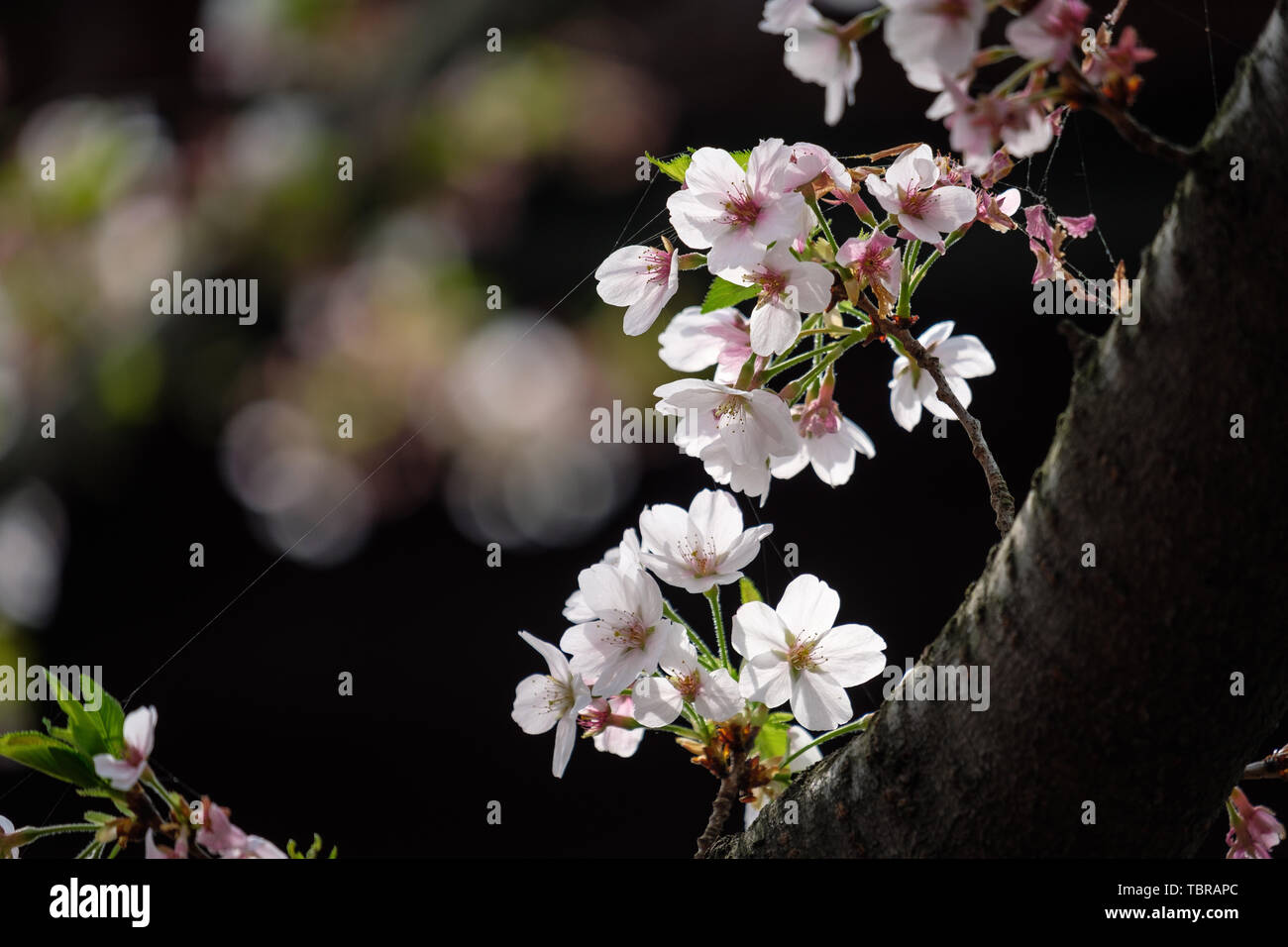 Fiori Ciliegio al tempio Hanshan a Suzhou Foto Stock