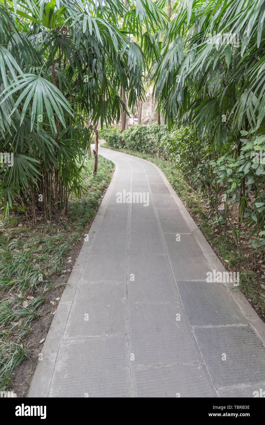 Foresta di Bamboo prugna Fiore strada prato in primavera a Chengdu, Cina Foto Stock