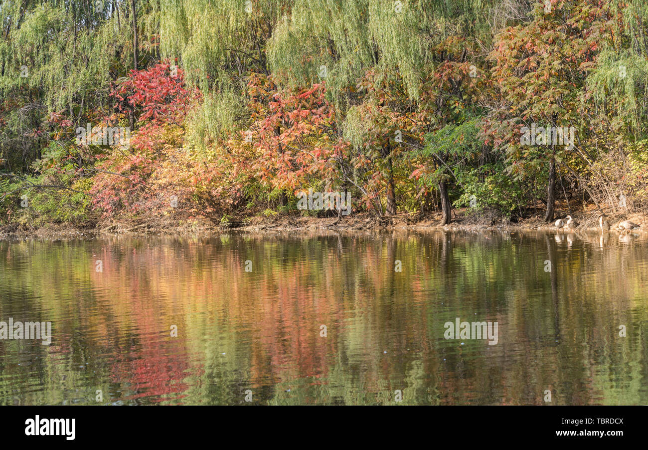 Autunno Swan anatra selvatica in Outdoor stagno Grove nel Parco di Shenyang, Cina Foto Stock