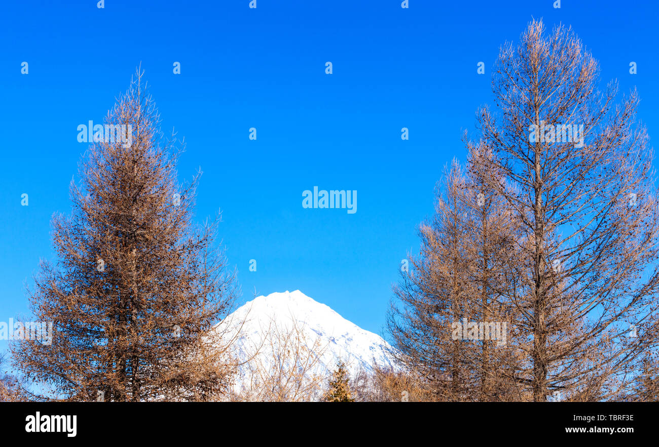 Vulcano Avachinsky sulla penisola di Kamchatka e fir in inverno Foto Stock