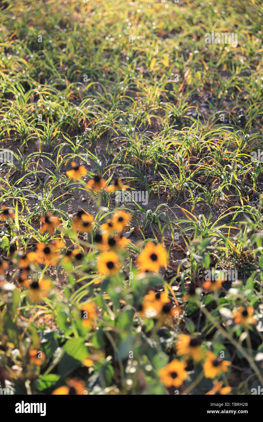 Fiore ed erba Foto Stock