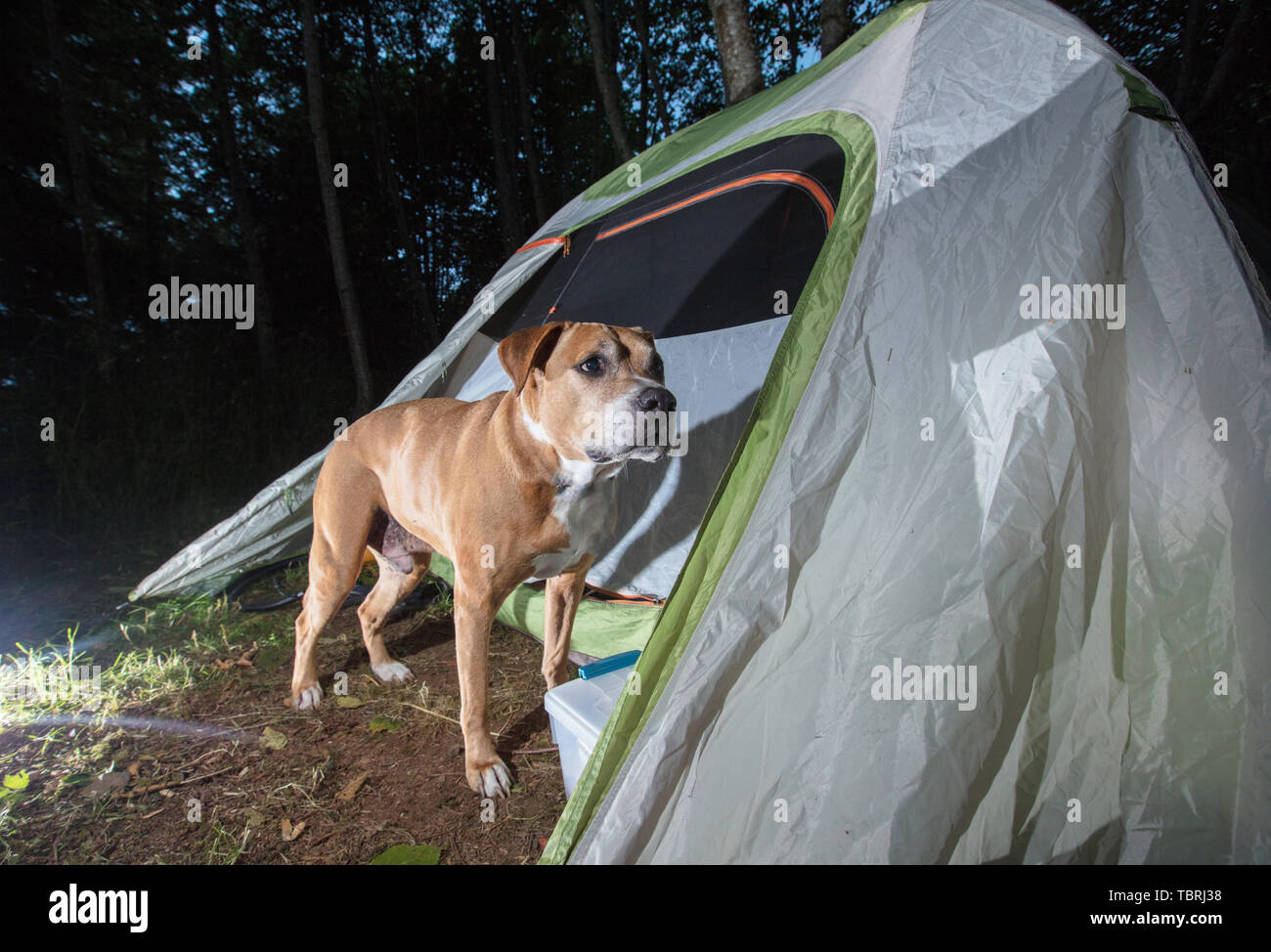 American Bitbull. Foto Stock