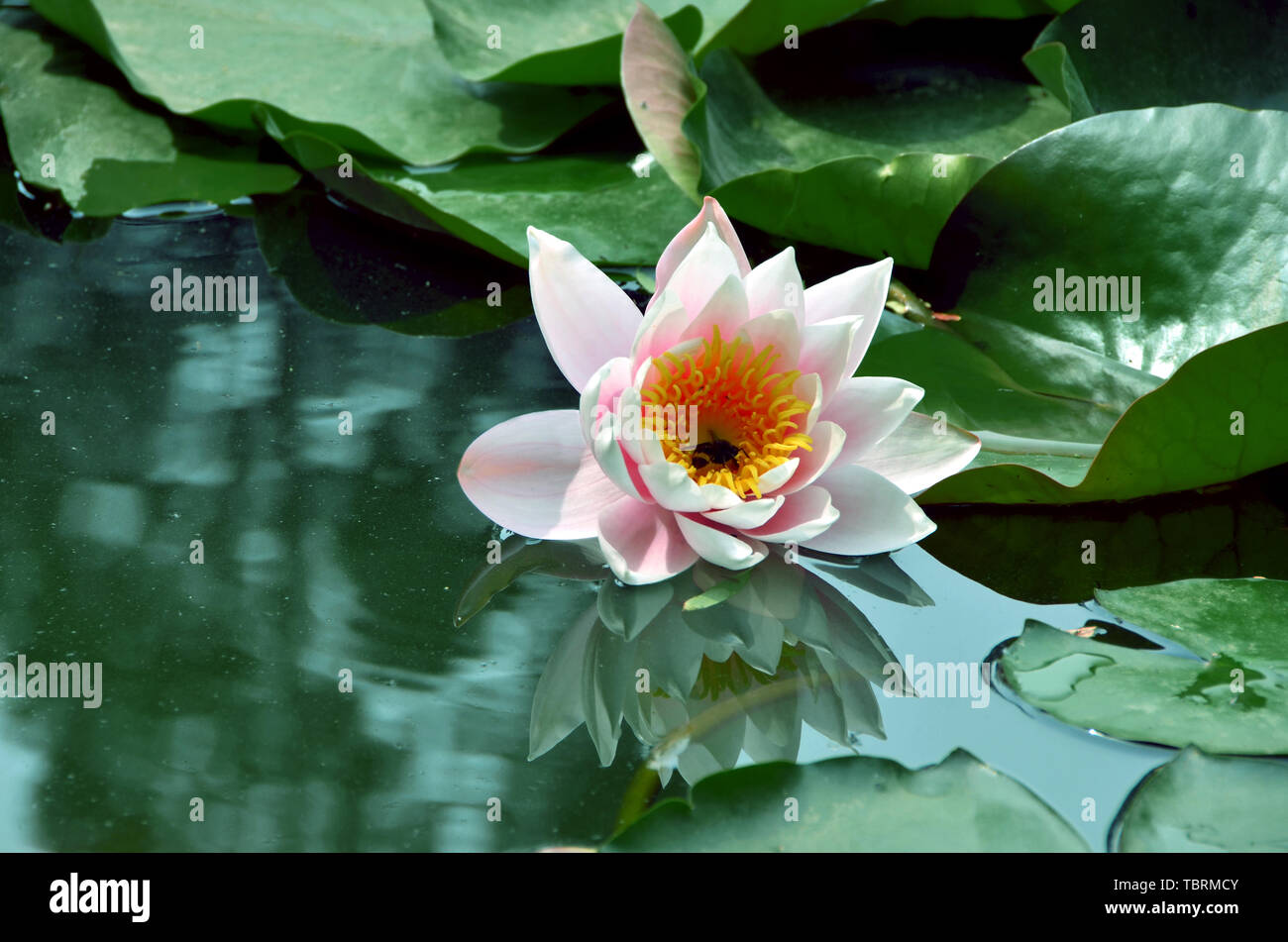 Delicato Nightlilies. Foto Stock