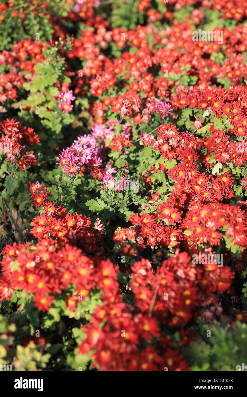 Fiore ed erba Foto Stock