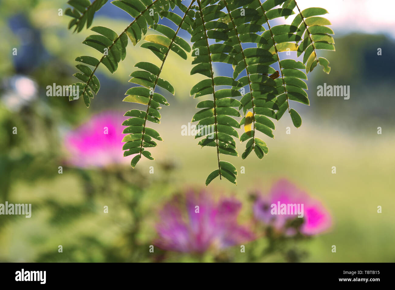 Impianti ecologici Foto Stock