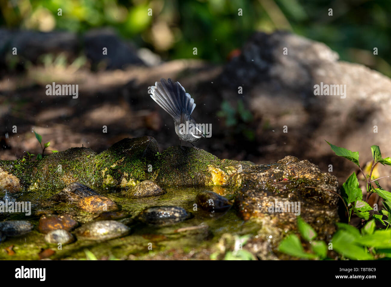 Una ventola di difterite-tailed flycatcher rovistando nel bosco. Foto Stock