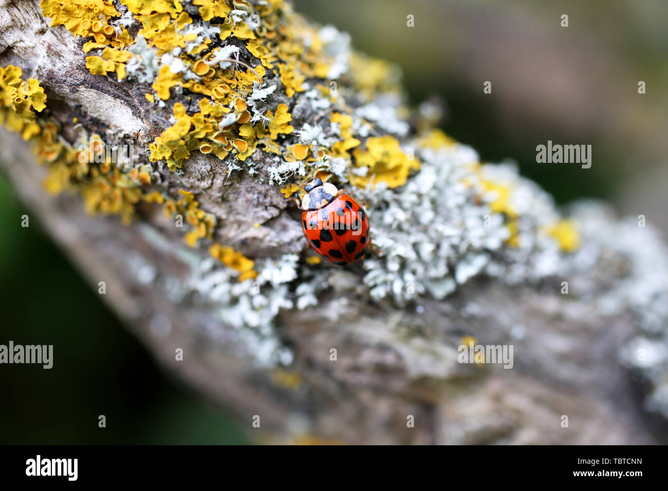 Una coccinella Arlecchino, nome scientifico Harmonia axyridis, raffigurato su un ramo di albero in West Wittering sulla costa Sud, Regno Unito. Foto Stock