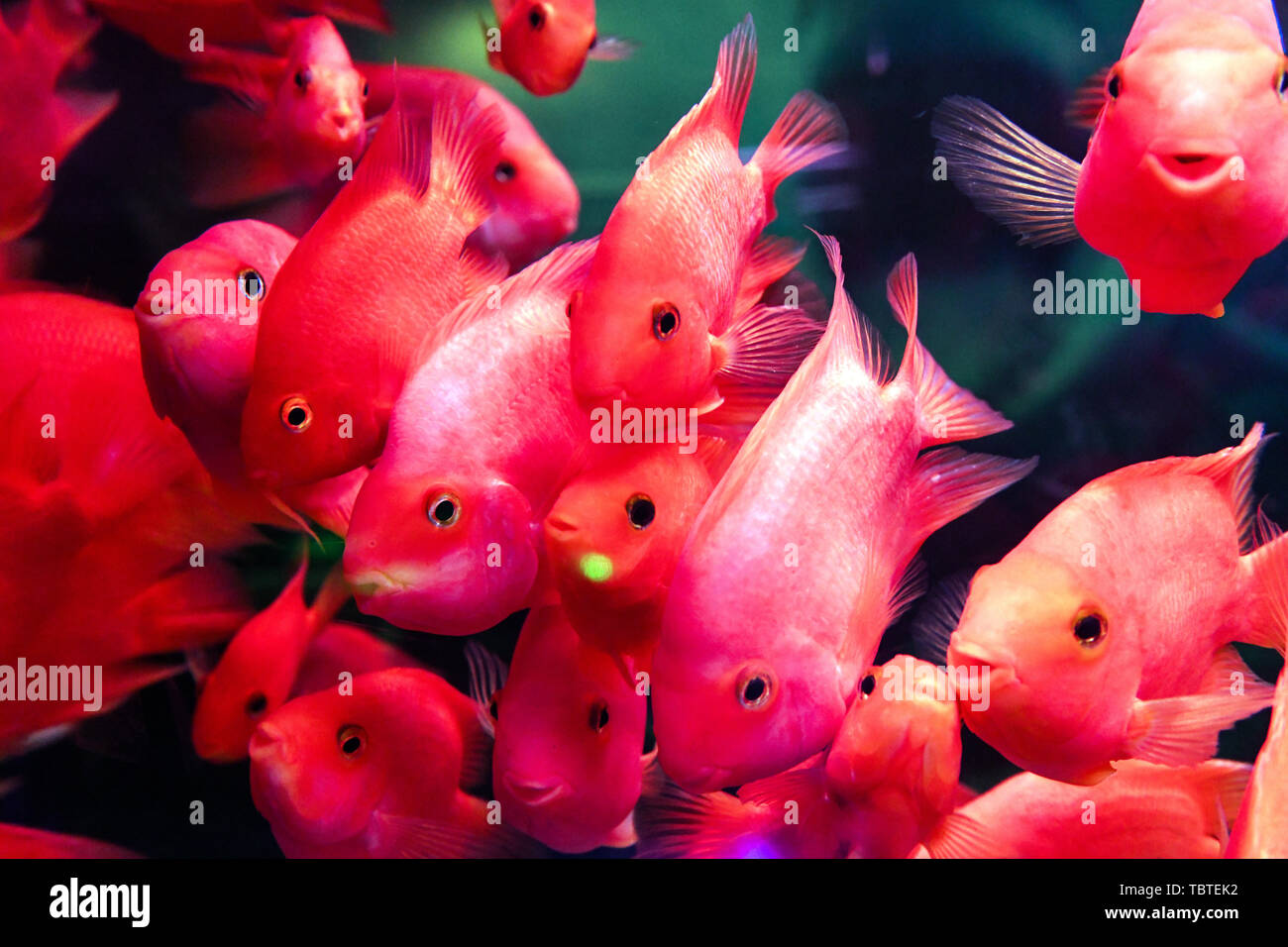 Un ricco di pesce. Foto Stock